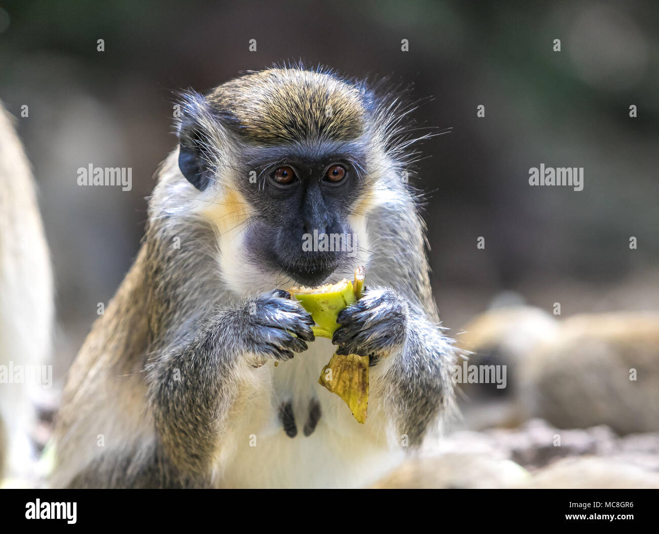 Grünen Affen zu essen. Stockfoto