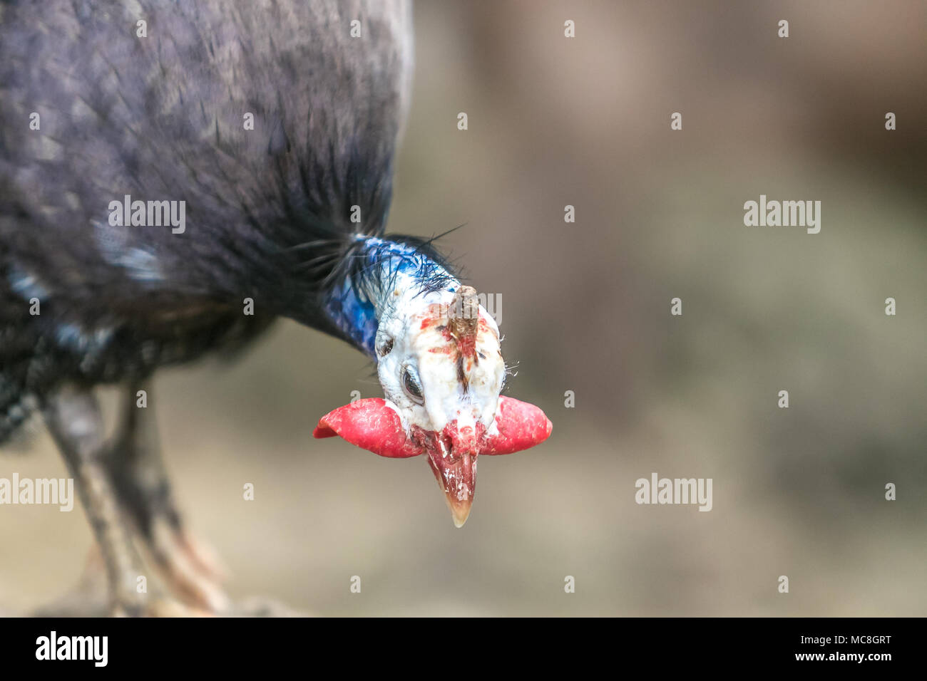 [Guineafowl Numida meleagris]. Barbados Wildlife Reserve. Stockfoto