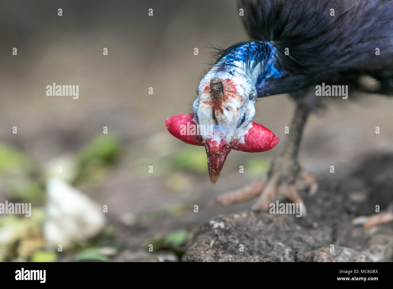 [Guineafowl Numida meleagris]. Barbados Wildlife Reserve. Stockfoto