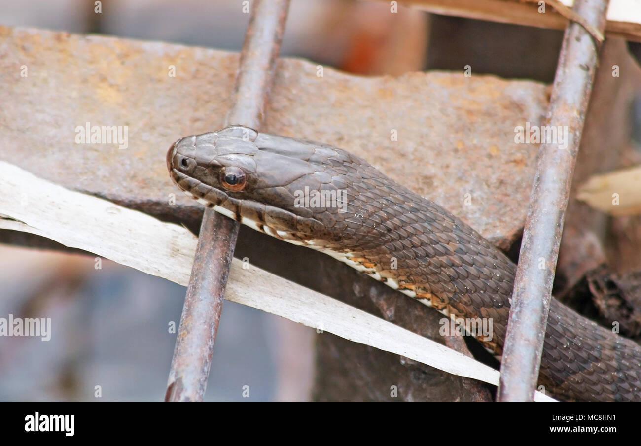 Wasserschlange bis kriechend durch rostiges Metall Gitter Wasserschlange bis kriechend durch rostiges Metall Gitter Stockfoto