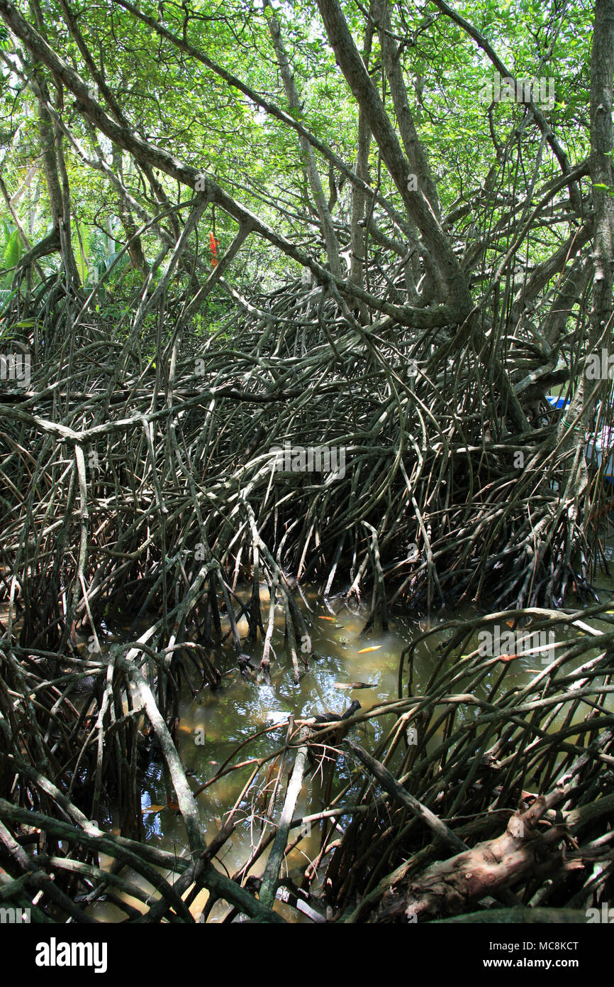 Mangrovenwald am Fluss Safari in der Nähe von Bentota, Sri Lanka gesehen Stockfoto