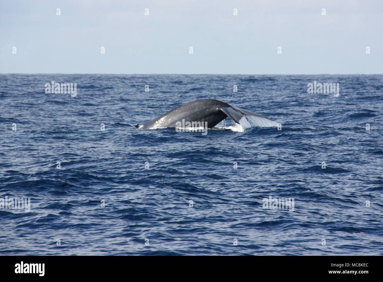 Ein blauer Wal heben ihre Schwanzflossen vor der Küste von Mirissa, Sri Lanka Stockfoto