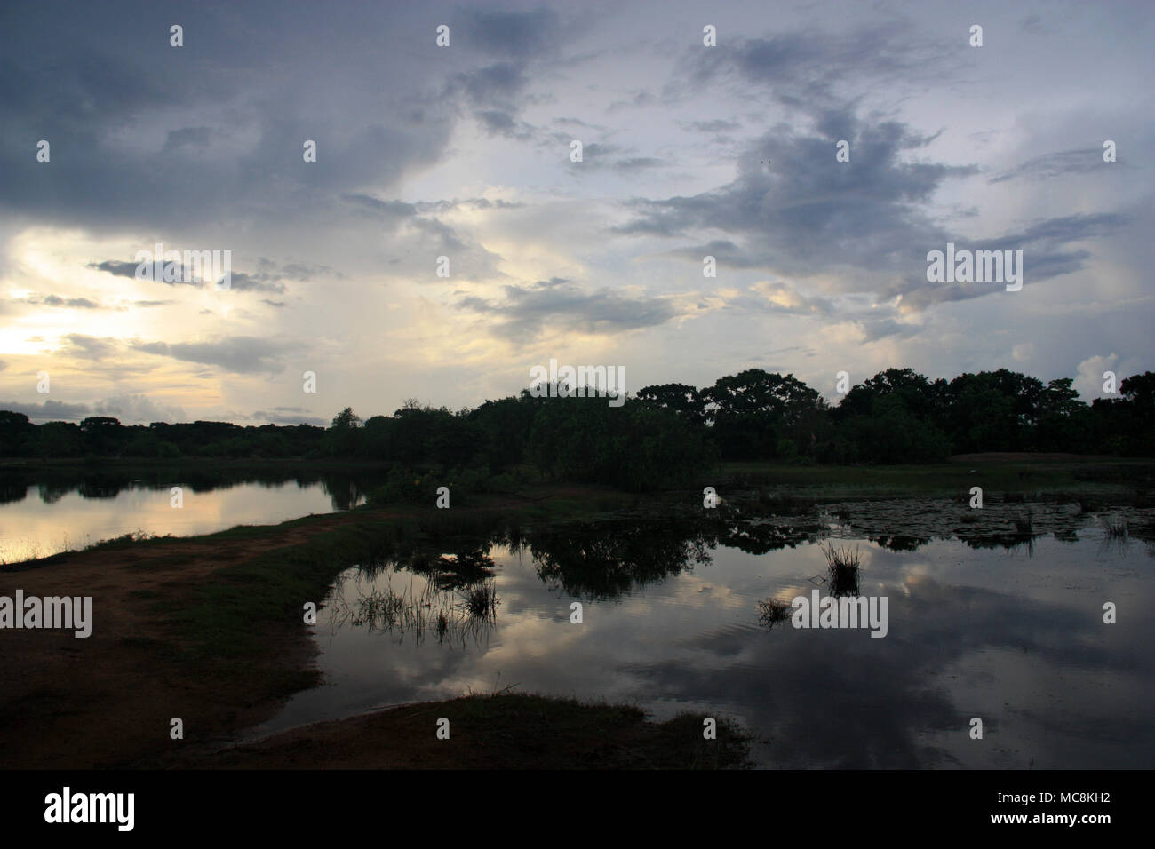 Ein Krokodil verstecken am Ufer eines Beckens in den Feuchtgebieten von Yala National Park, Sri Lanka Stockfoto