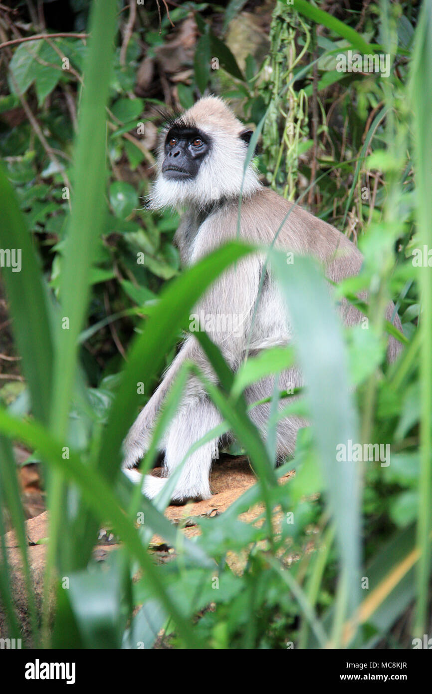 Getuftete Grau Langur sitzen auf einem Felsen in der Nähe von Ella, Sri Lanka Stockfoto