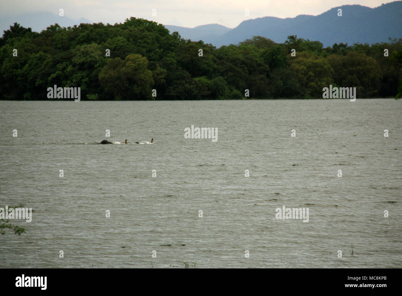 Zwei wilde Elefanten schwimmen durch einen See in Sri Lanka Stockfoto