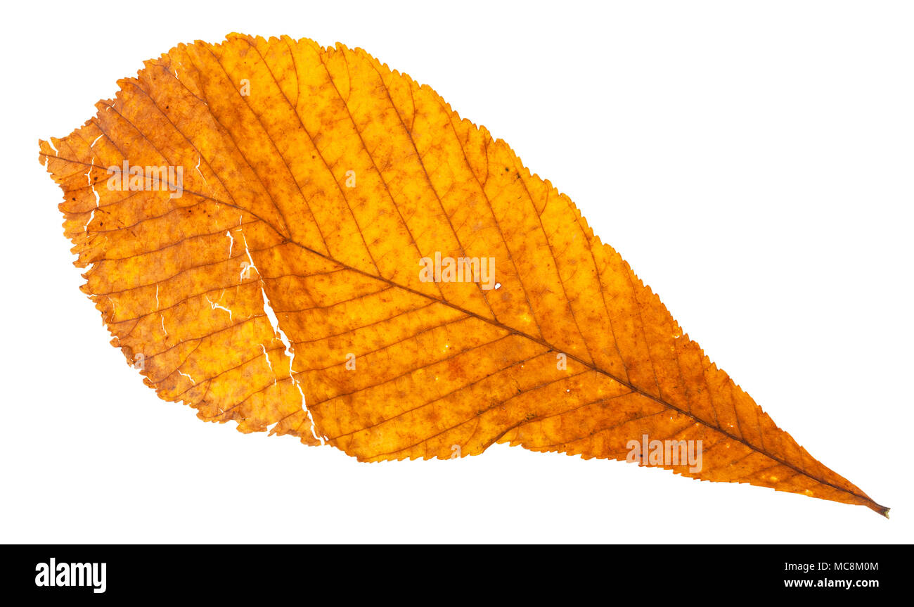 Herbst gebrochen gelb Blatt der Rosskastanie Baum auf weißem Hintergrund Stockfoto