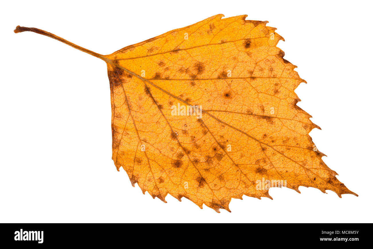 Wunderschne Das Gelbe Blatt Ebenbild