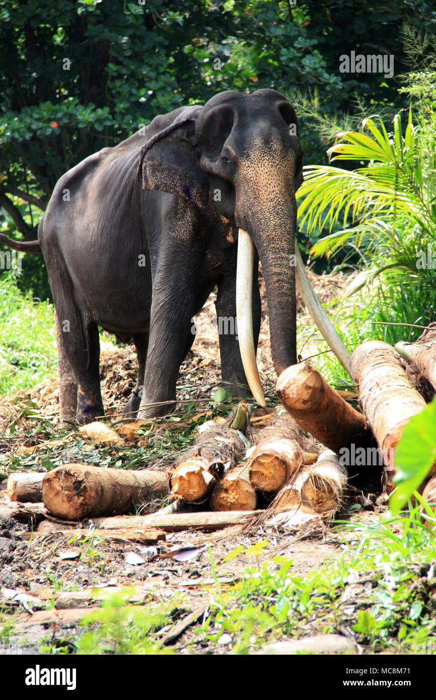 Ein Mann aus Sri Lanka Elefant mit langen stoßzähnen als Tier in Pinnawala, Sri Lanka verwendet Stockfoto