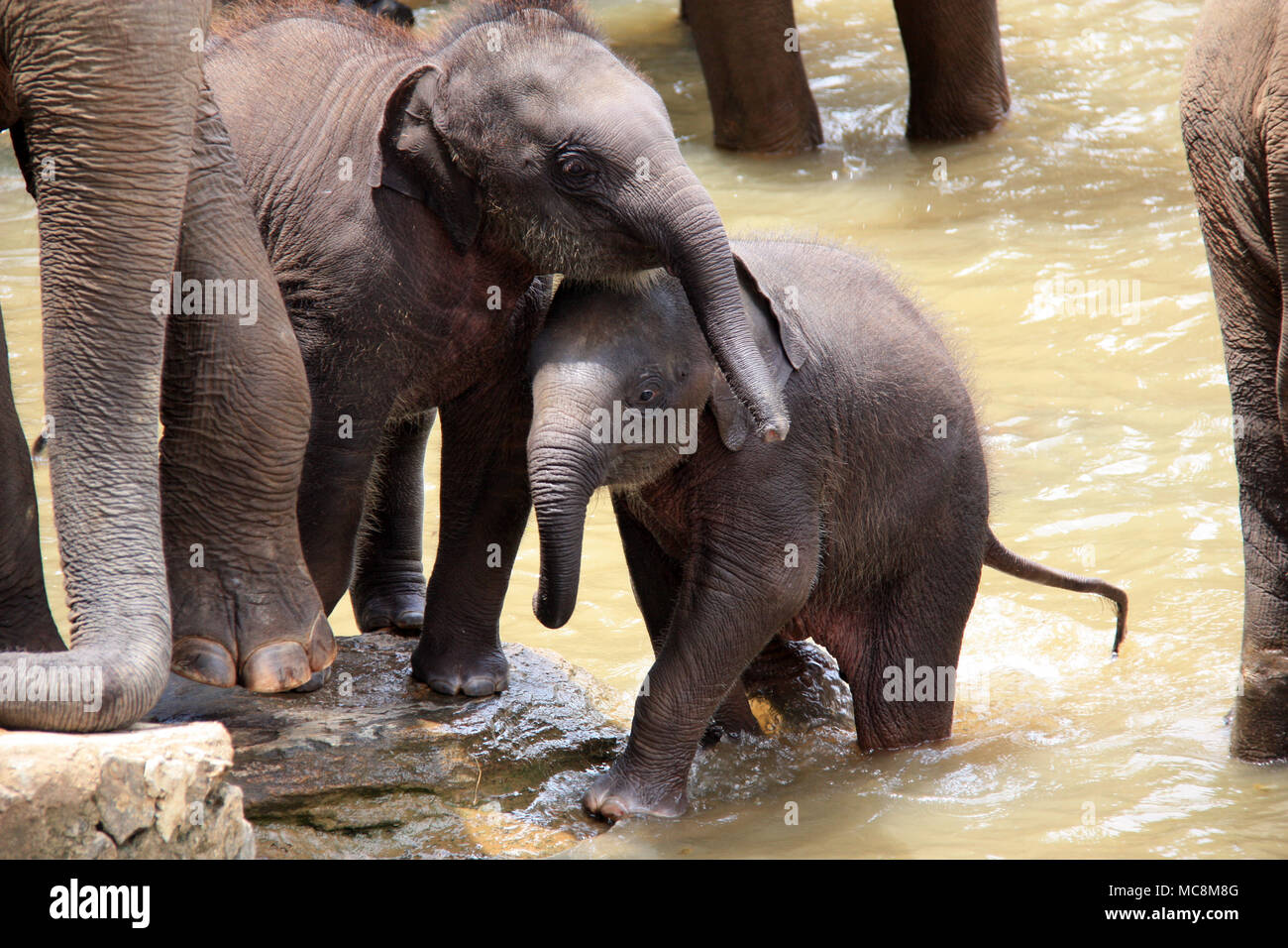 Nettes Kuscheln Baby Elefanten an der Pinnawala Elefanten Waisenhaus in Sri Lanka Stockfoto