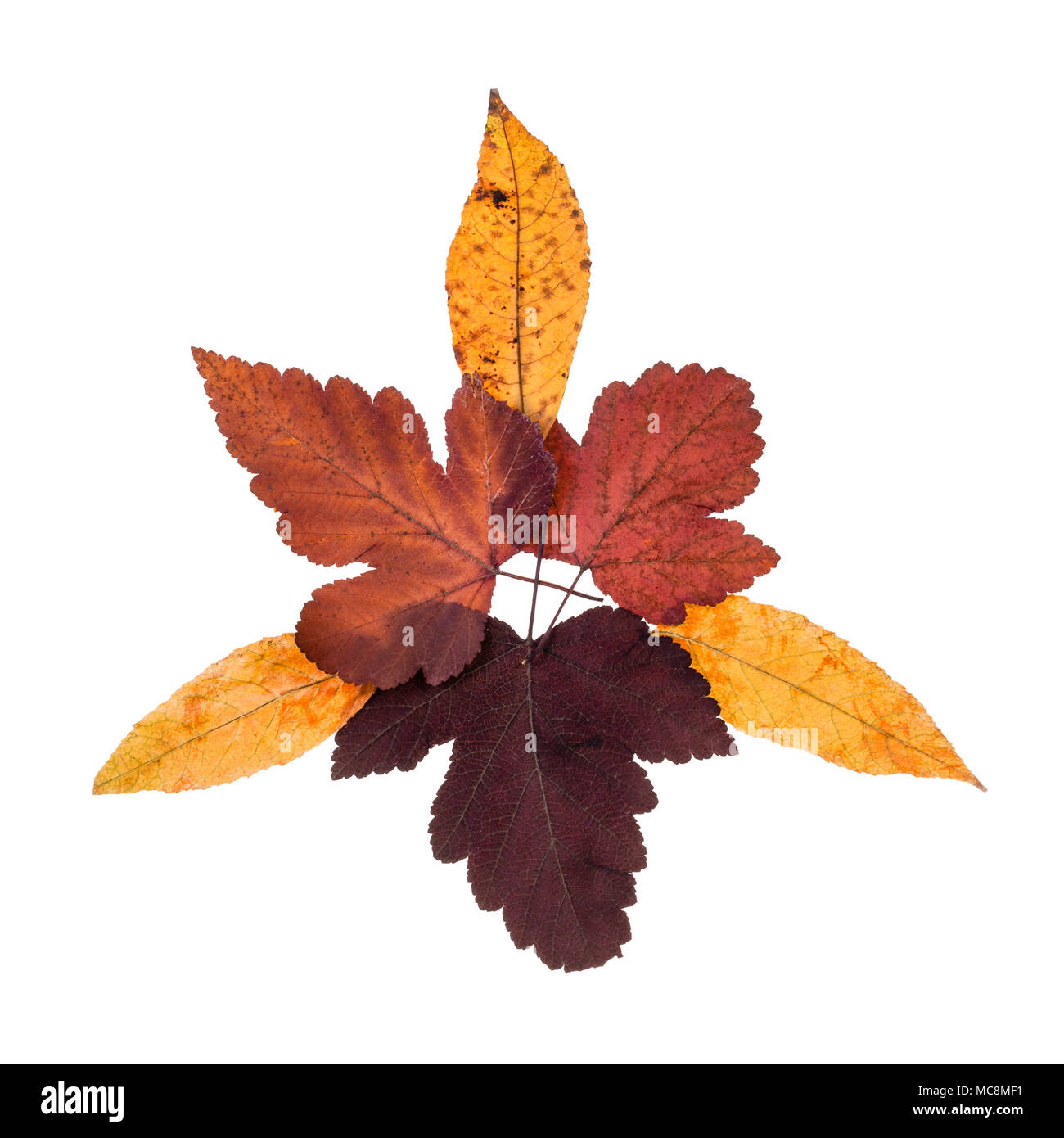 Collage von Herbst Blätter von viburnum und Eschen auf weißem Hintergrund Stockfoto