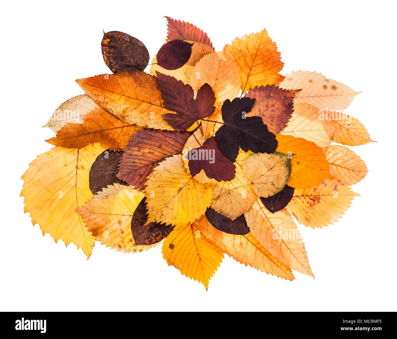 Haufen verschiedener Herbst Laub der Viburnum, Linde, Ulme, Esche, malus Bäume auf weißem Hintergrund Stockfoto