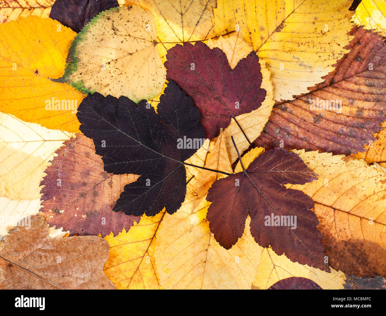 Blick von oben auf die natürliche Herbst Hintergrund von Pied gefallenen Blätter von viburnum, Kalk, Ulmen Stockfoto