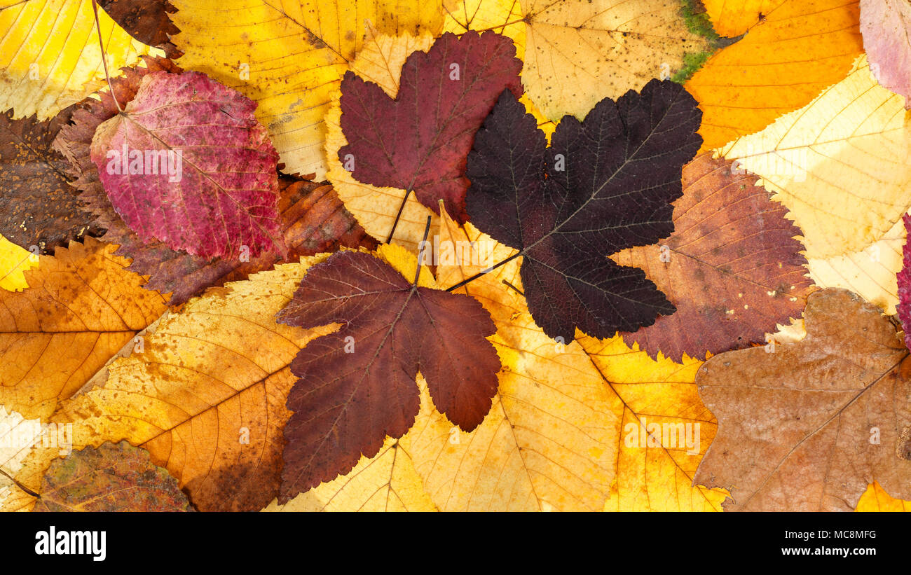 Panoramablick Herbst Hintergrund aus verschiedenen gefallenen Blätter von viburnum, Linde, Ulme, Erlen Stockfoto