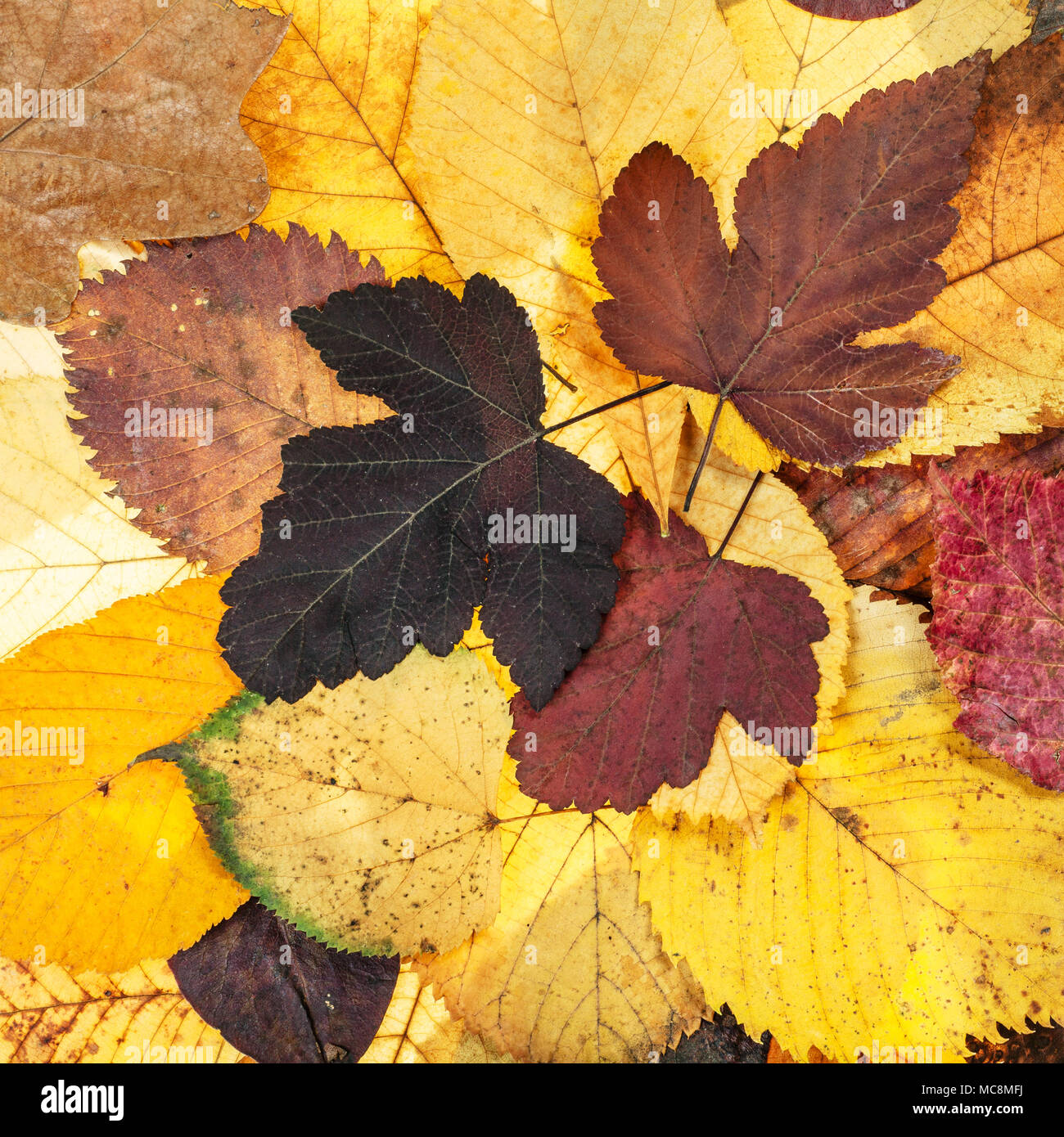 Blick von oben auf die natürliche Herbst Hintergrund aus verschiedenen gefallenen Blätter von viburnum, Kalk, Ulmen Stockfoto