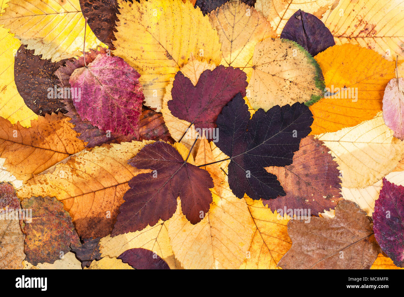 Blick von oben auf die natürliche Herbst Hintergrund aus vielen gefallenen Blätter von viburnum, Linde, Ulme, Erlen Stockfoto