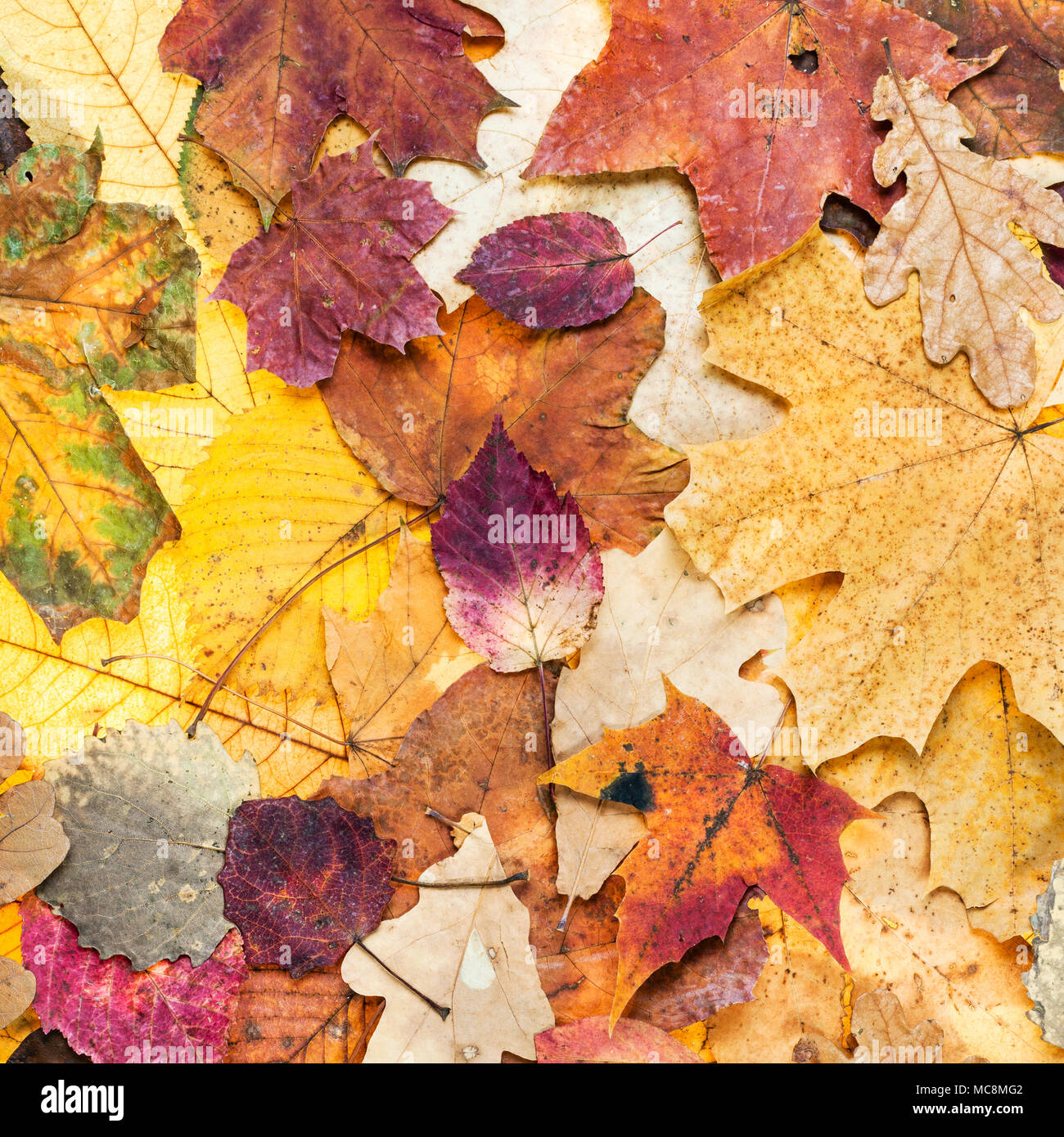Natürliche Herbst Hintergrund aus verschiedenen Farbe Blätter von Eichen, Ahorn, Erle, Aspen Bäume Stockfoto