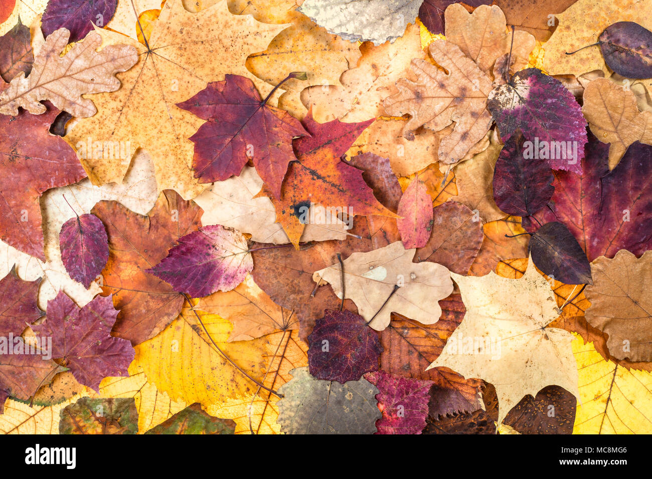 Natürliche Herbst Hintergrund aus verschiedenen bunten Blätter von Eichen, Ahorn, Erle, Malus, Aspen Bäume Stockfoto