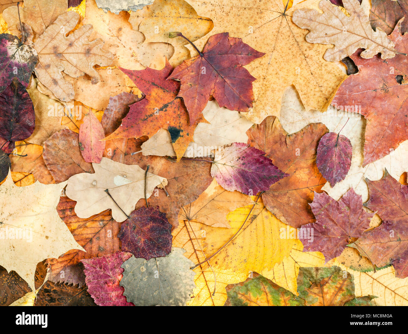 Natürliche Herbst Hintergrund aus verschiedenen bunten Blätter von Eichen, Ahorn, Erle, Malus, Aspen Bäume Stockfoto