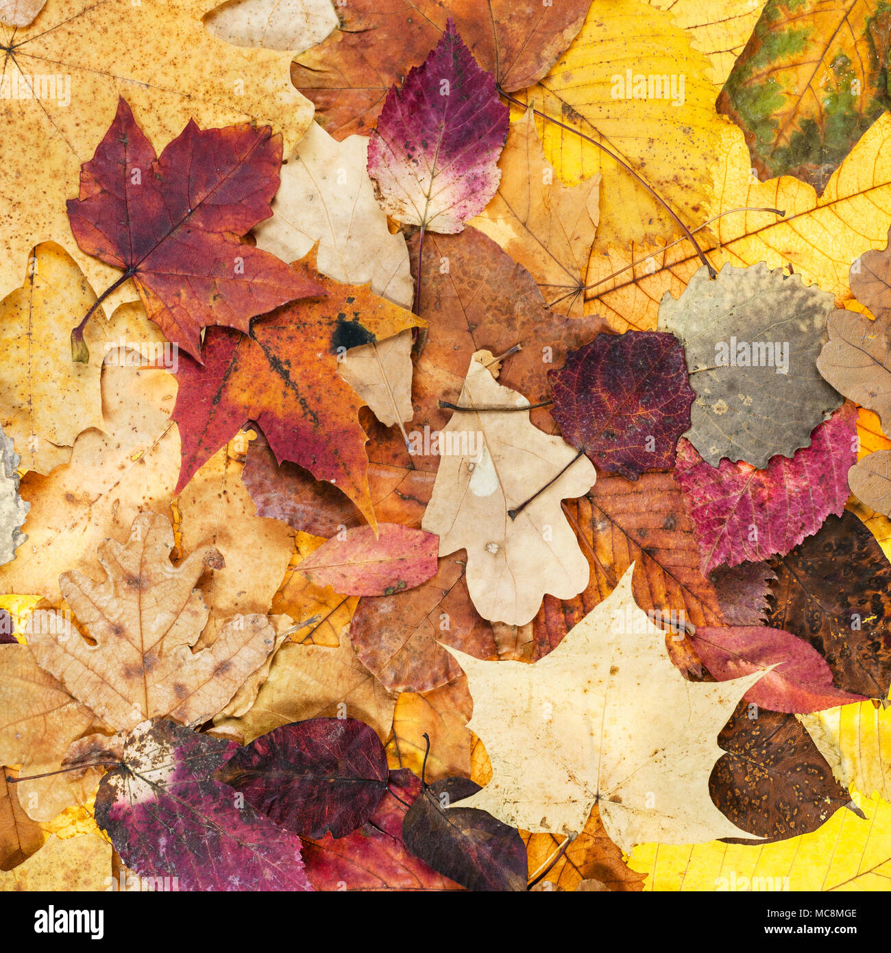 Natürliche Herbst Hintergrund aus verschiedenen verschiedenfarbige Blätter von Eichen, Ahorn, Erle, Malus, Aspen Bäume Stockfoto