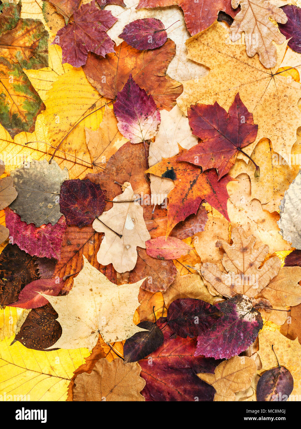 Natürliche Herbst Hintergrund aus verschiedenen bunten Blätter von Eichen, Ahorn, Erle, malus Bäume Stockfoto