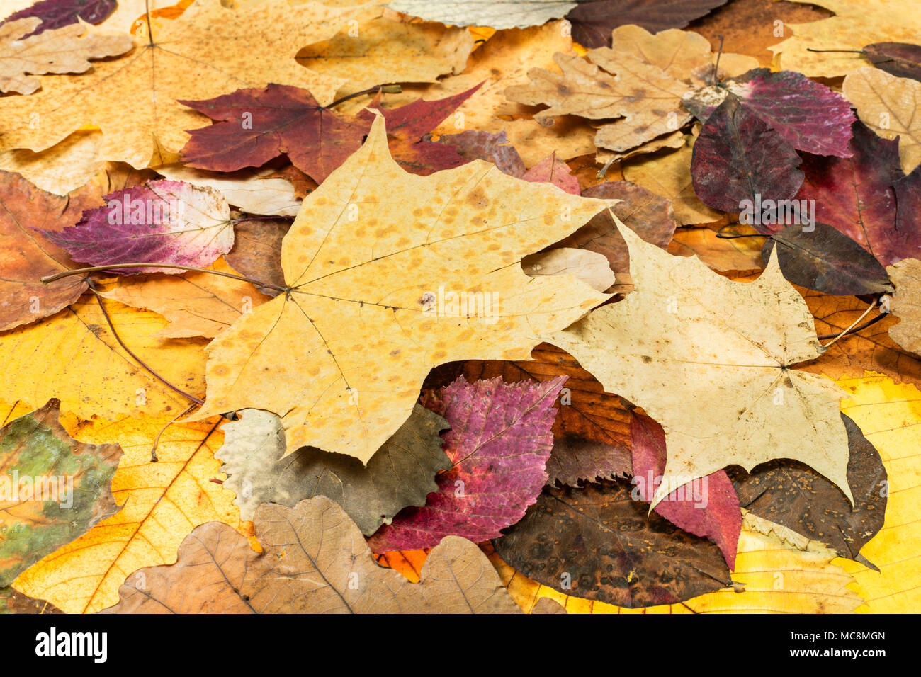 Oben Ansicht von verschiedenen Herbst Laub von Eiche, Ahorn, Erle, malus Bäume Stockfoto