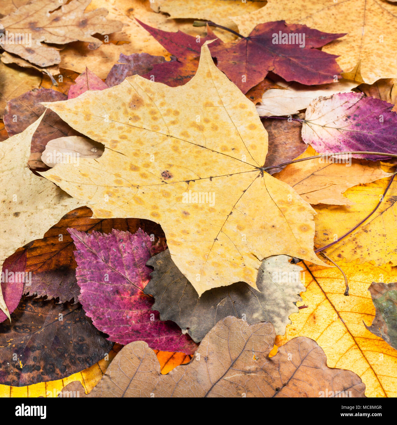 Oben Ansicht von verschiedenen pied Herbst Blätter von Eichen, Ahorn, Erle, malus Bäume Stockfoto