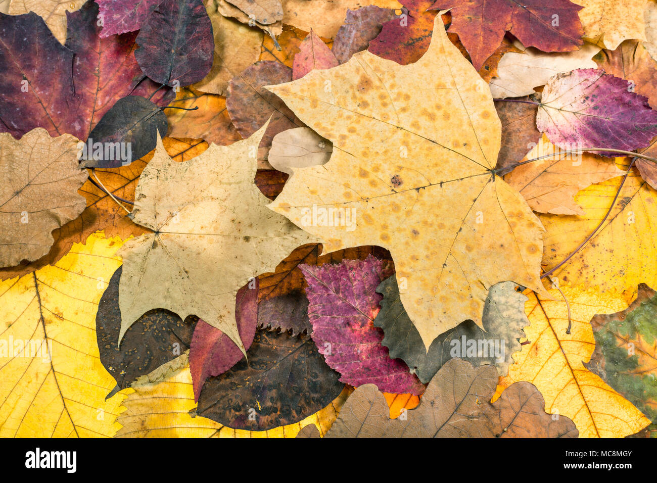 Natürliche Herbst Hintergrund von Cognac abgefallene Blätter von Eichen, Ahorn, Erle, malus Bäume Stockfoto