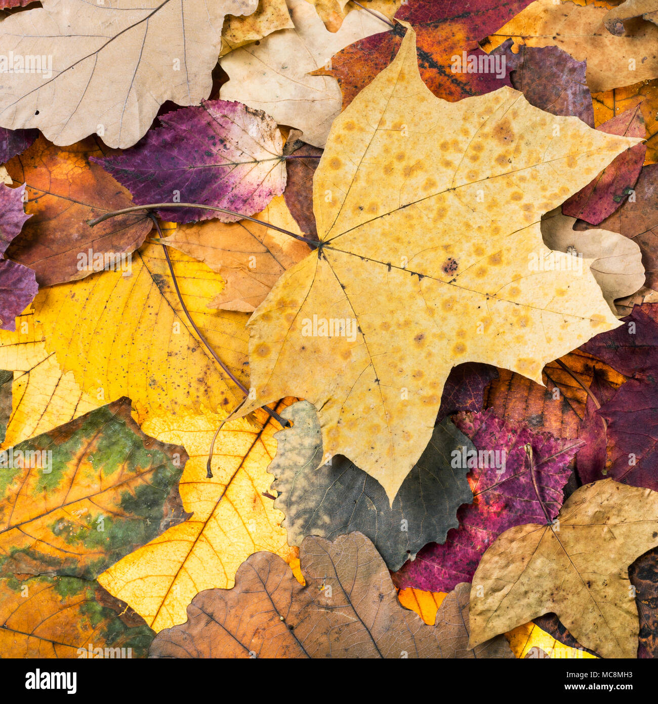 Natürliche Herbst Hintergrund von Pied abgefallene Blätter von Eichen, Ahorn, Erlen Stockfoto
