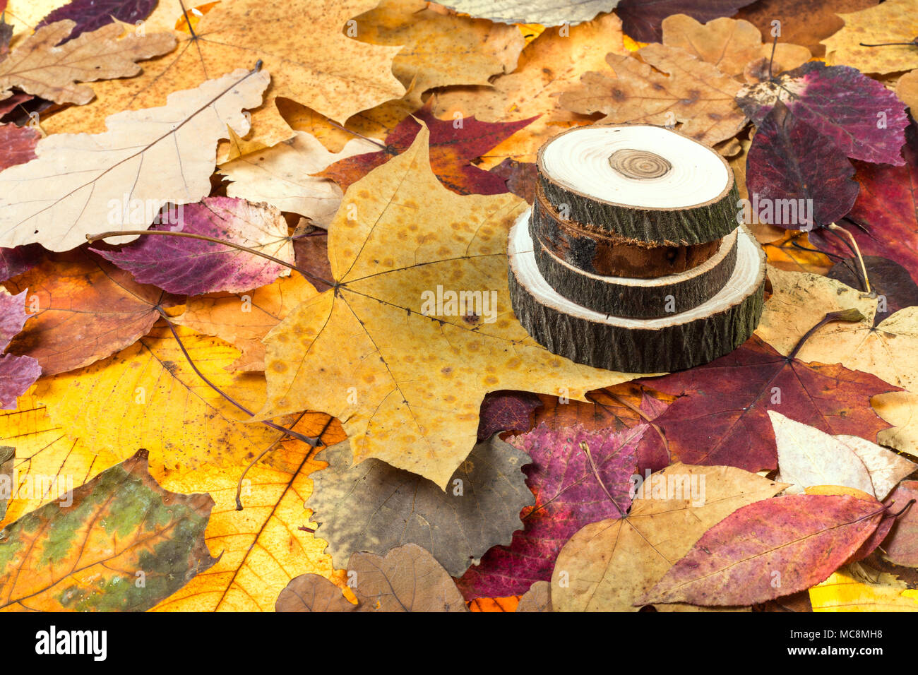 Oben Ansicht von gesägtem Holz auf verschiedenen gefallenen Blätter im Herbst Stockfoto