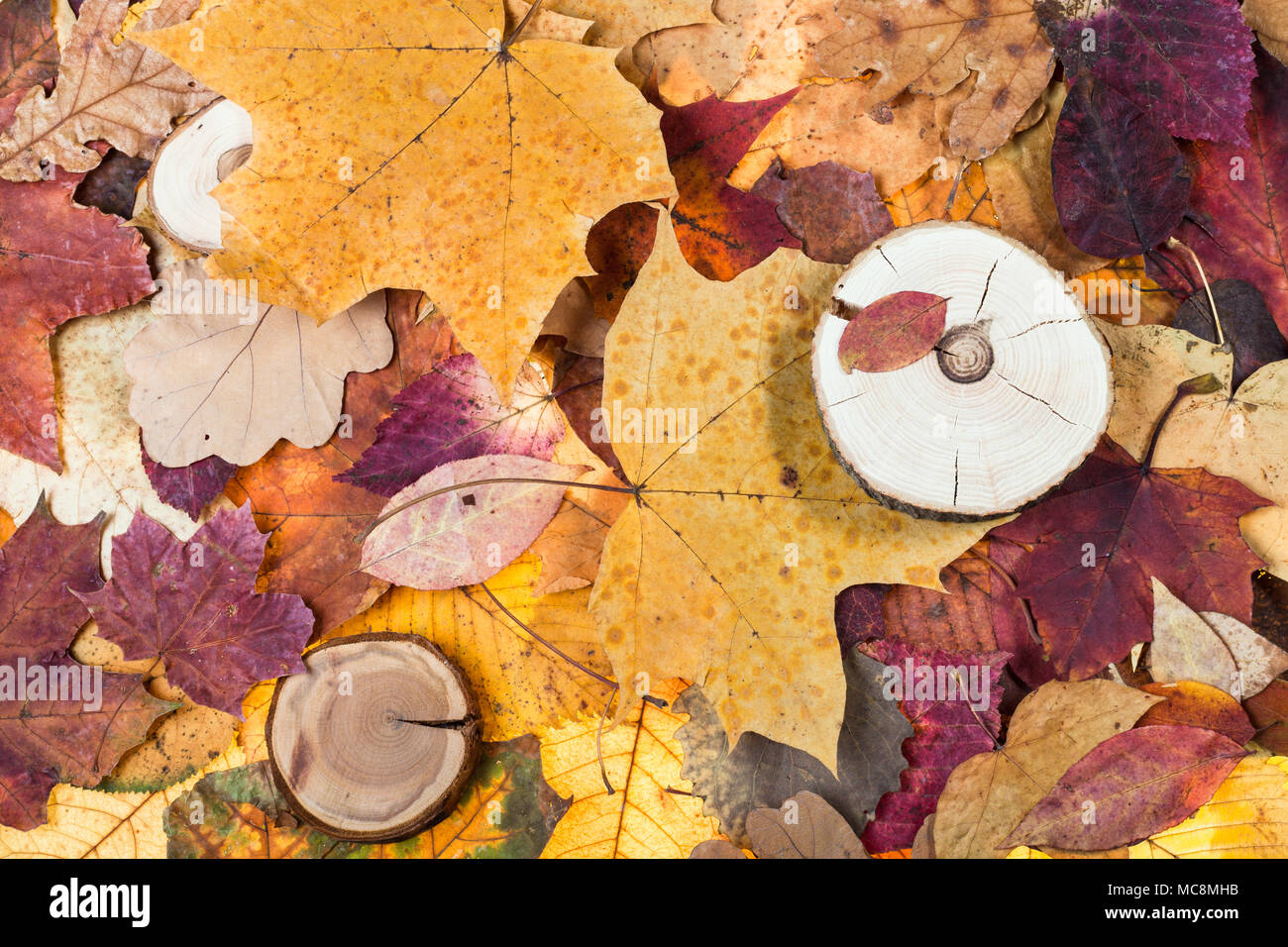 Blick von oben auf die Pied gefallenen Blätter im Herbst und gesägten Holz Stockfoto