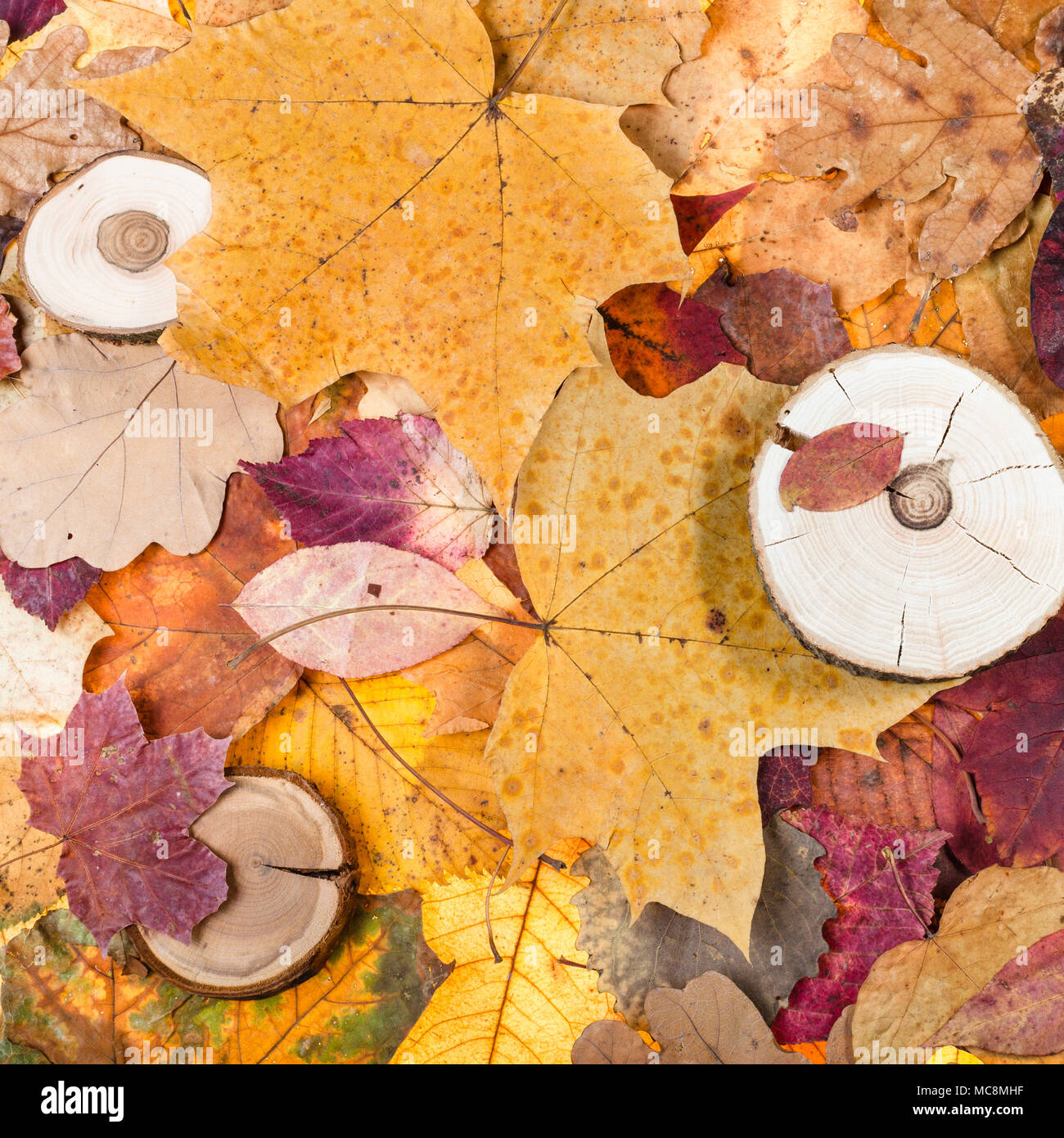 Blick von oben auf die Multicolor gefallenen Blätter im Herbst und gesägten Holz Stockfoto