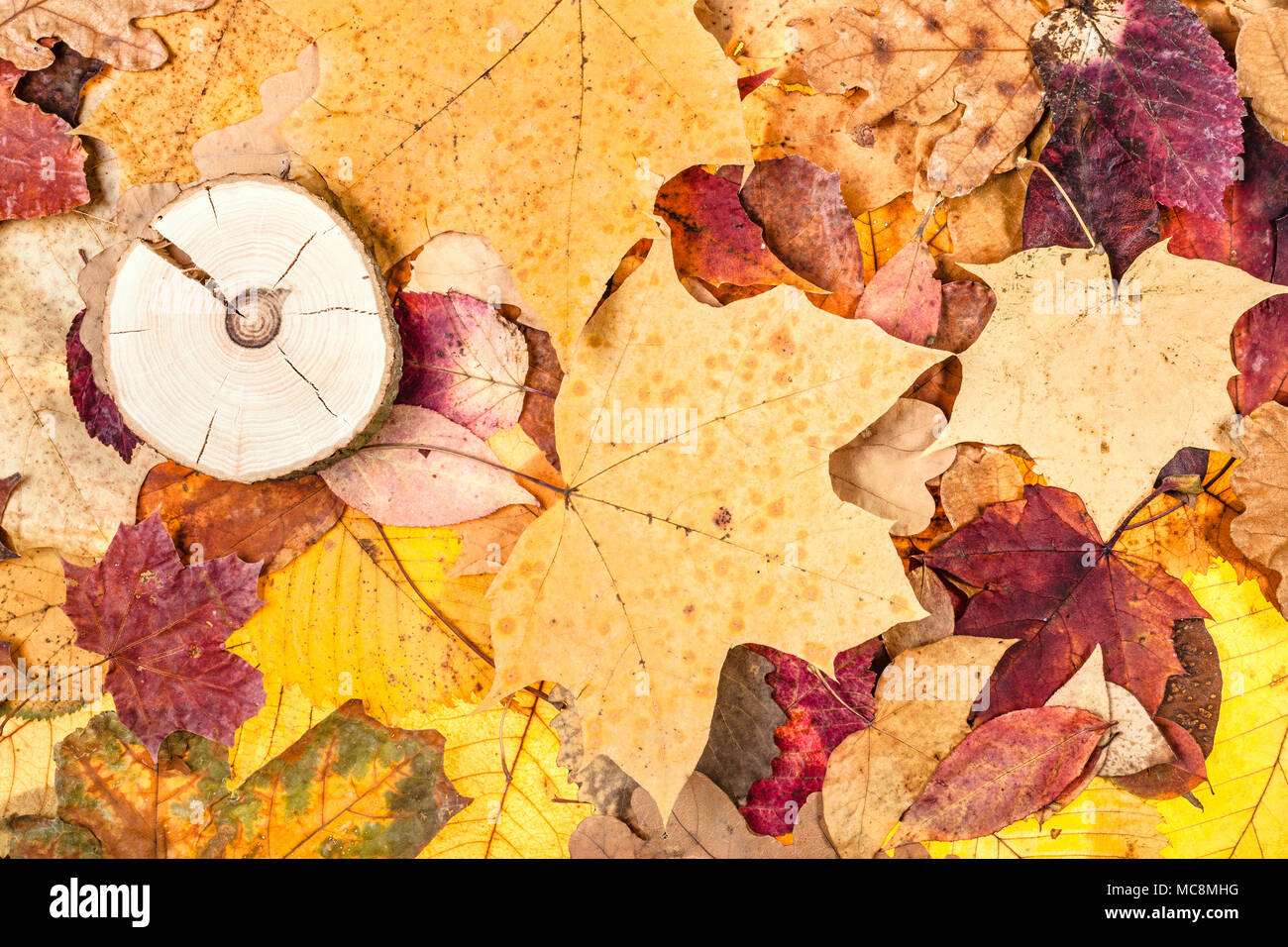 Blick von oben auf die Gefallenen verschiedenfarbige Blätter im Herbst und gesägten Holz Stockfoto