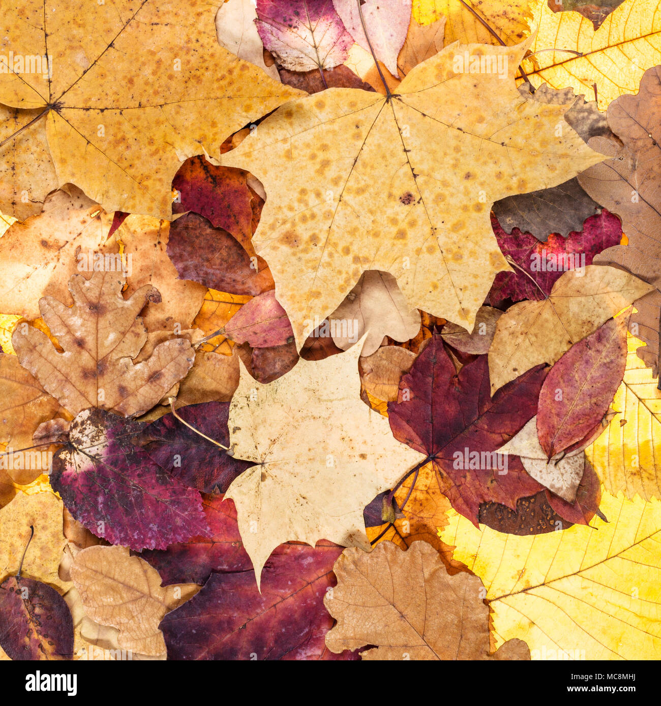 Natürliche Herbst Hintergrund aus vielen gefallenen Blätter von Eichen, Ahorn, Erle, Esche, Bäume Stockfoto