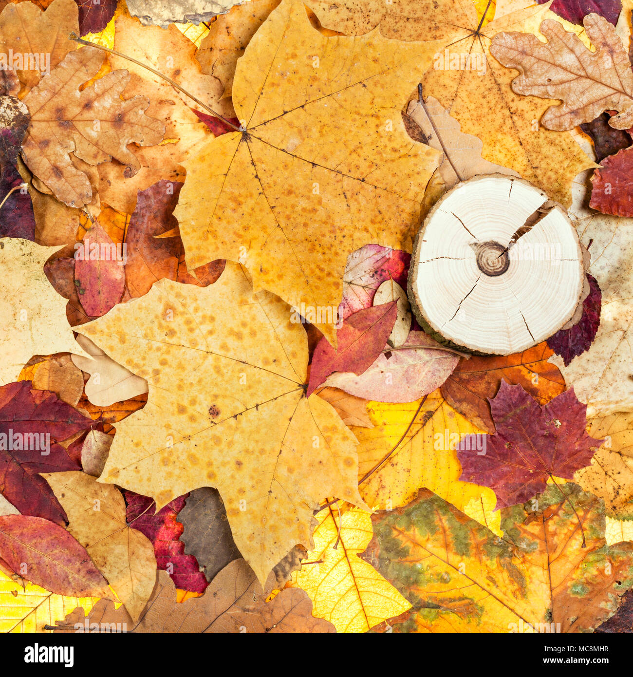Blick von oben auf die verschiedenen gefallenen Blätter im Herbst und gesägten Holz Stockfoto