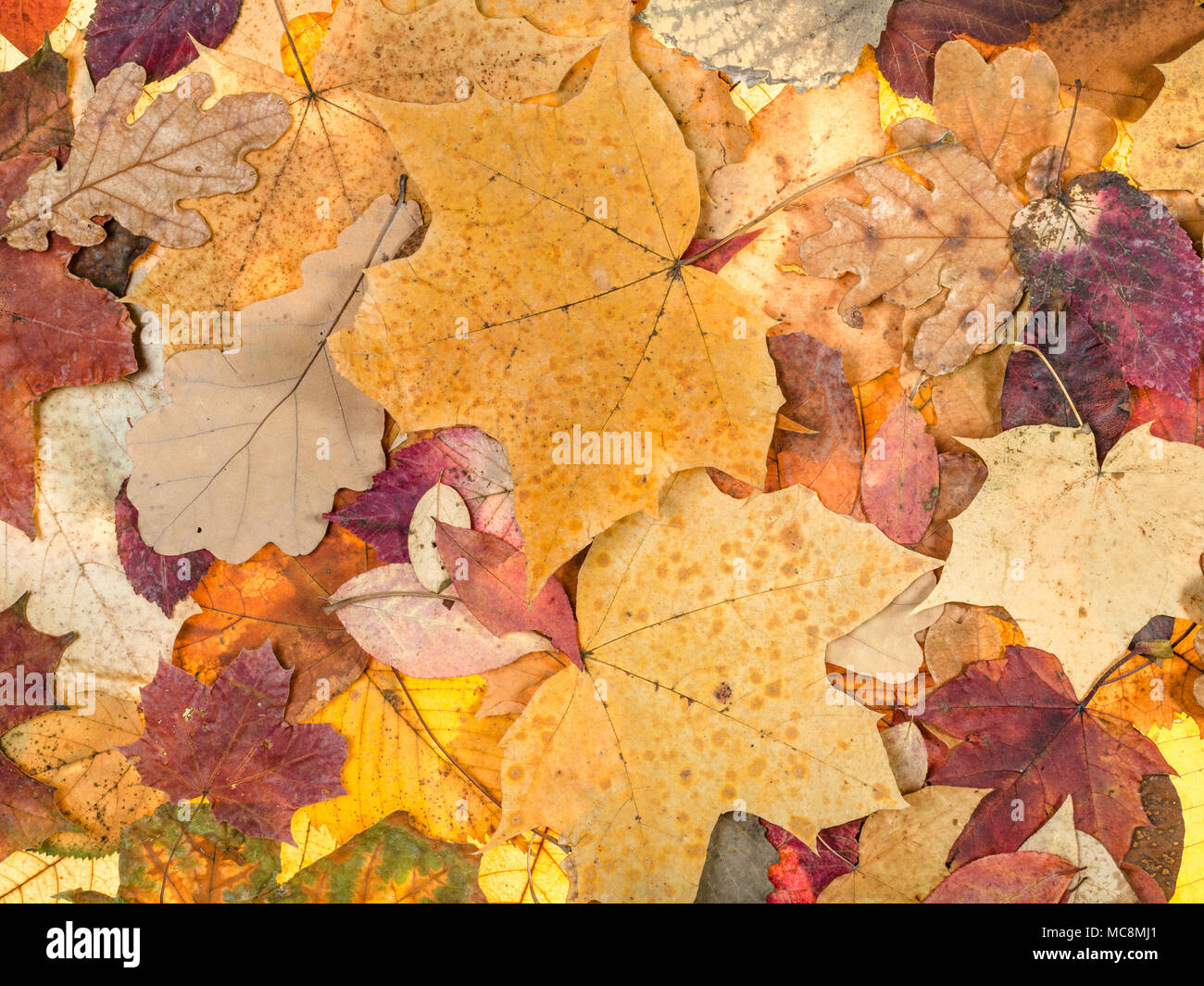 Natürliche Herbst Hintergrund aus verschiedenen Laub von Eiche, Ahorn, Erle, esche Bäume Stockfoto