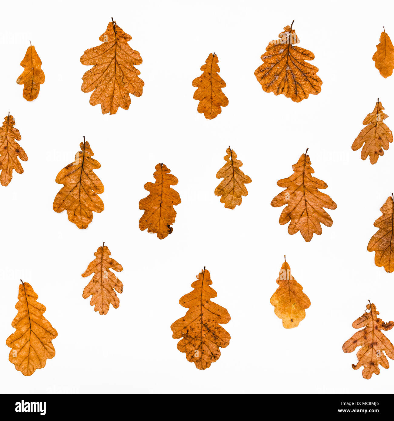 Collage aus gemeinsamen Eiche Blätter im Herbst auf weißem Hintergrund Stockfoto