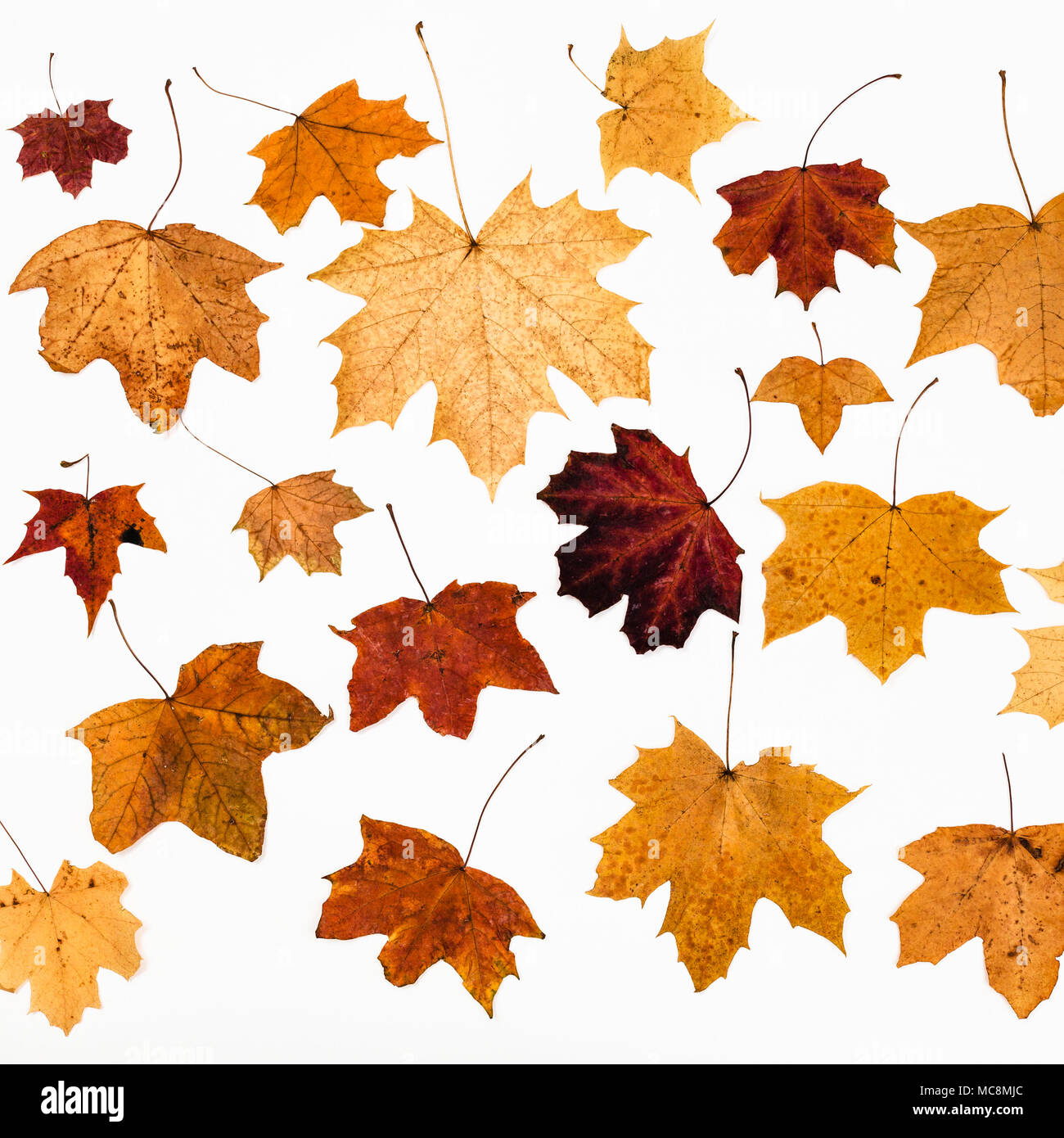 Collage aus Ahorn Blätter im Herbst auf weißem Hintergrund Stockfoto