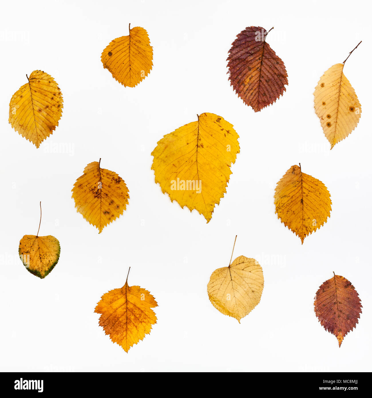 Collage aus Elm und Kalk Herbstlaub auf weißem Hintergrund Stockfoto