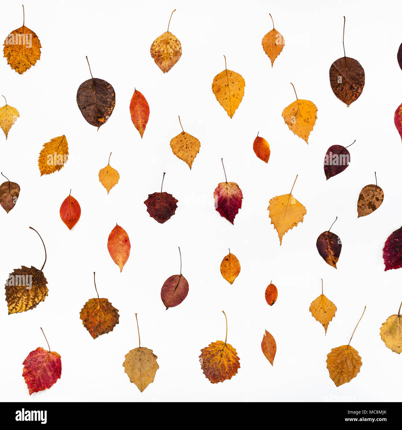 Muster von verschiedenen gefallenen Blätter im Herbst auf weißem Hintergrund Stockfoto