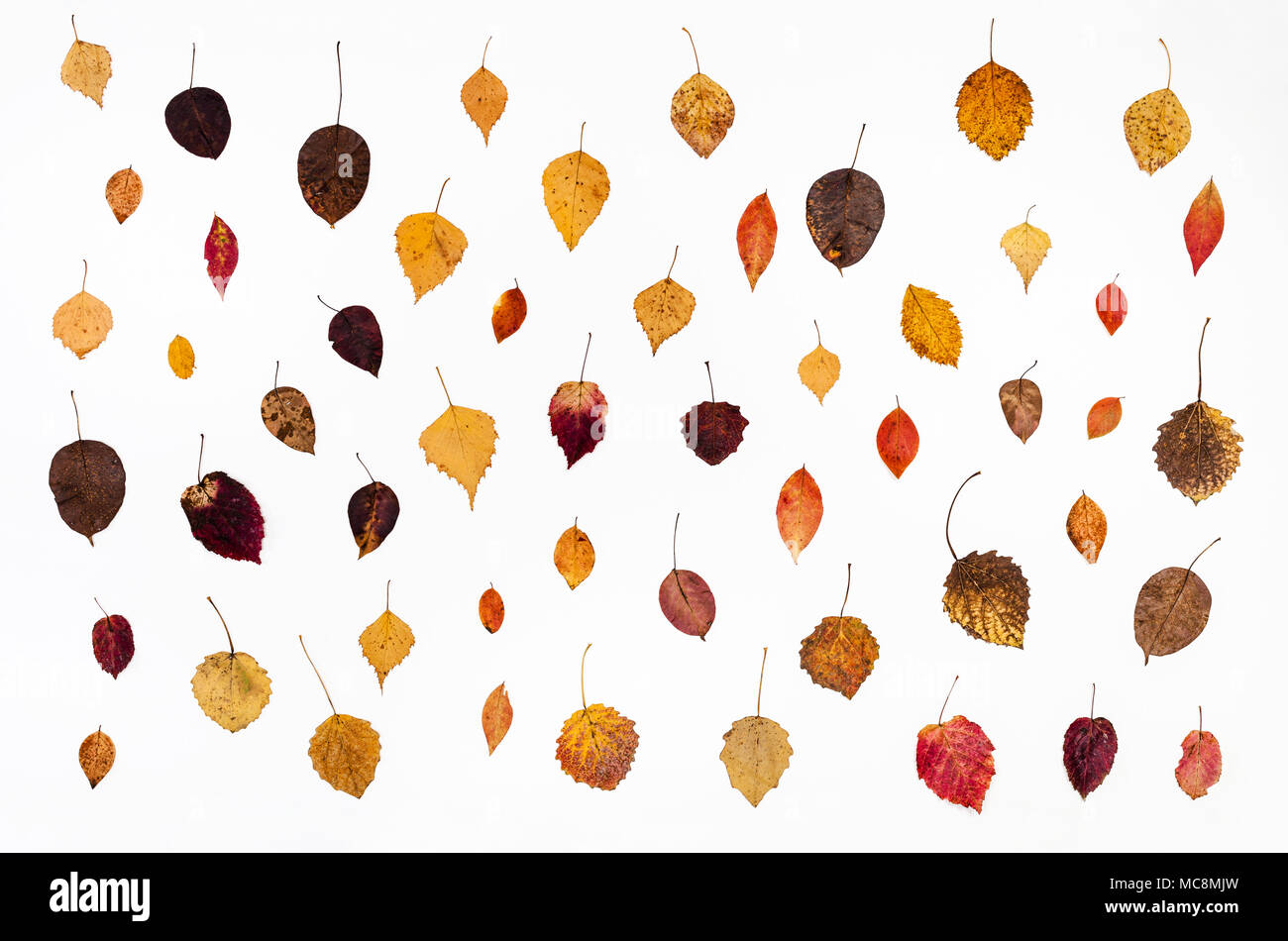 Collage aus verschiedenen gefallenen Blätter im Herbst auf weißem Hintergrund Stockfoto