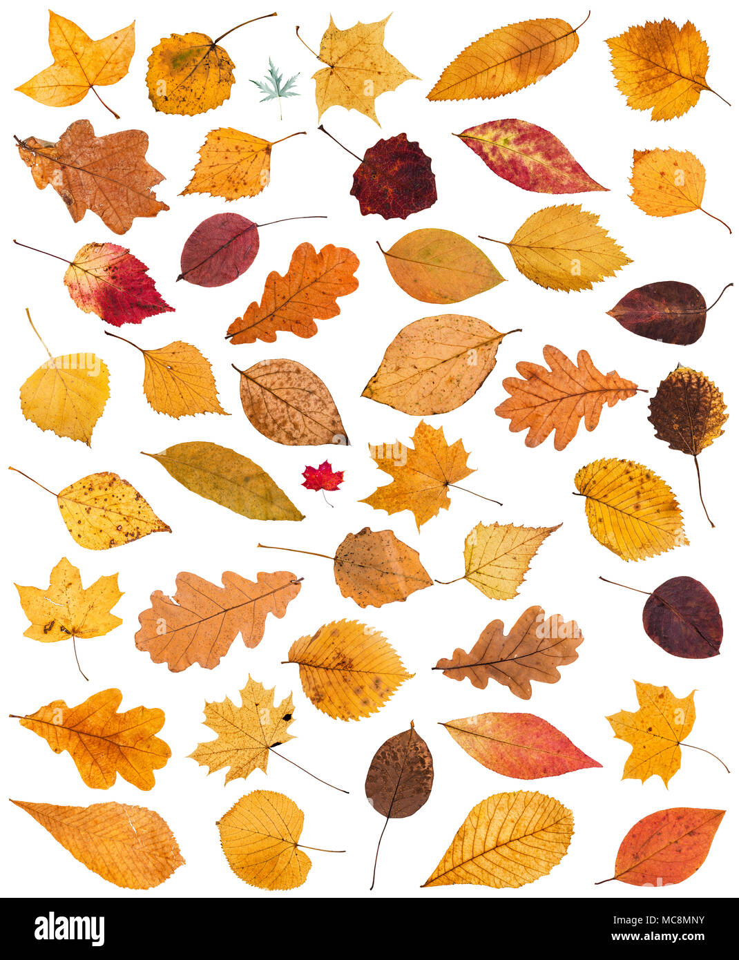 Satz von verschiedenen getrockneten Herbst Laub auf weißem Hintergrund Stockfoto