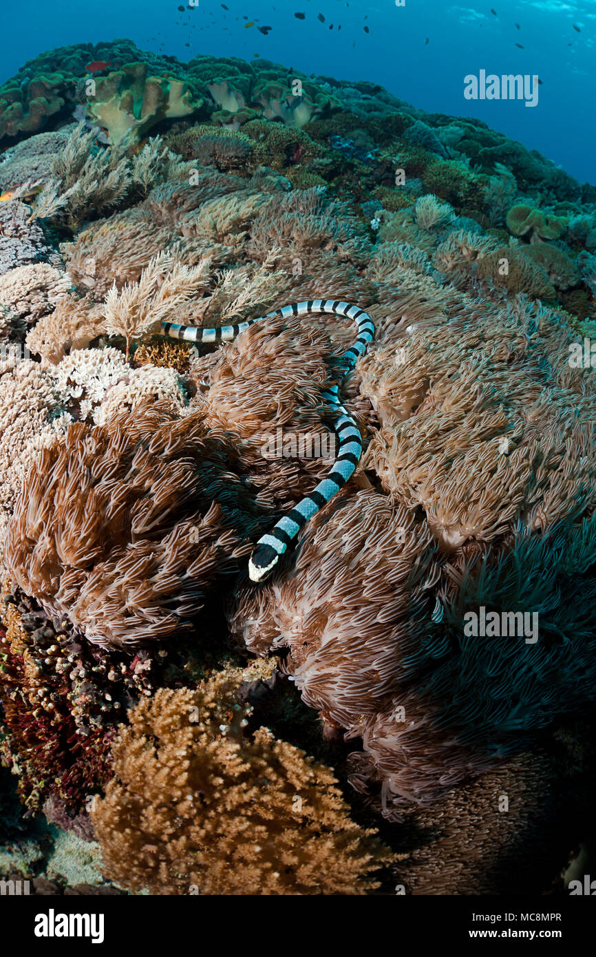 Der gebänderte Meer Krait oder Gelb-lippigen Meer Krait, Laticauda colubrina, sind eine Art von venoumous Seeschlange, Crystal Bay, Nusa Penida, Insel Bali, Indone Stockfoto