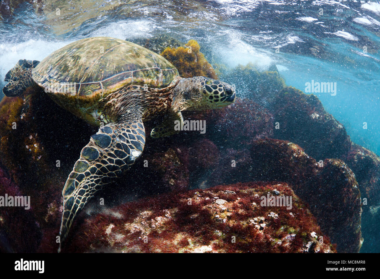 Dieses grüne Meeresschildkröte, Chelonia mydas, eine vom Aussterben bedrohte Spezies, ist gegen die felsigen Anstieg fegte Untiefen für einen Bissen von roten Algen aus West Maui, Hawaii Stockfoto