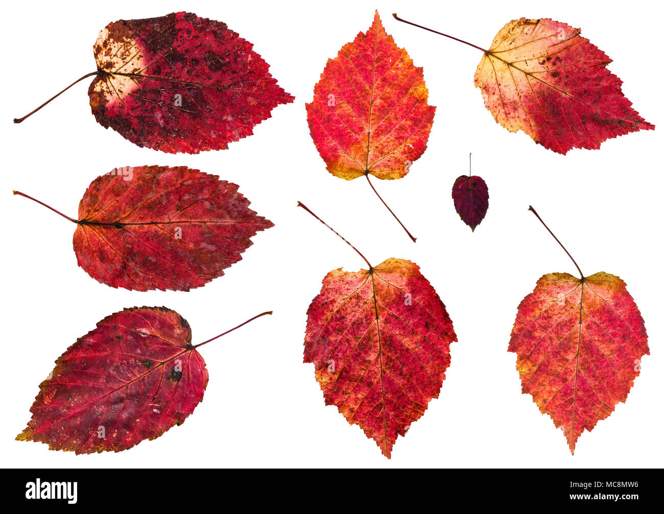 Der rote Blätter im Herbst von Erle auf weißem Hintergrund Stockfoto