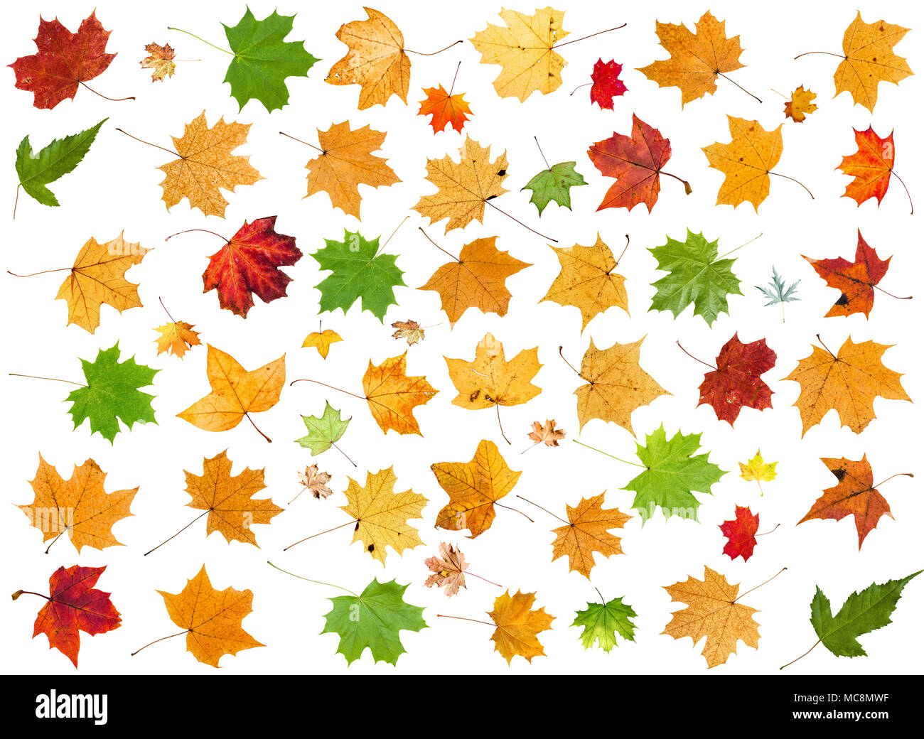 Satz von verschiedenen Blättern der Ahornbäume auf weißem Hintergrund Stockfoto