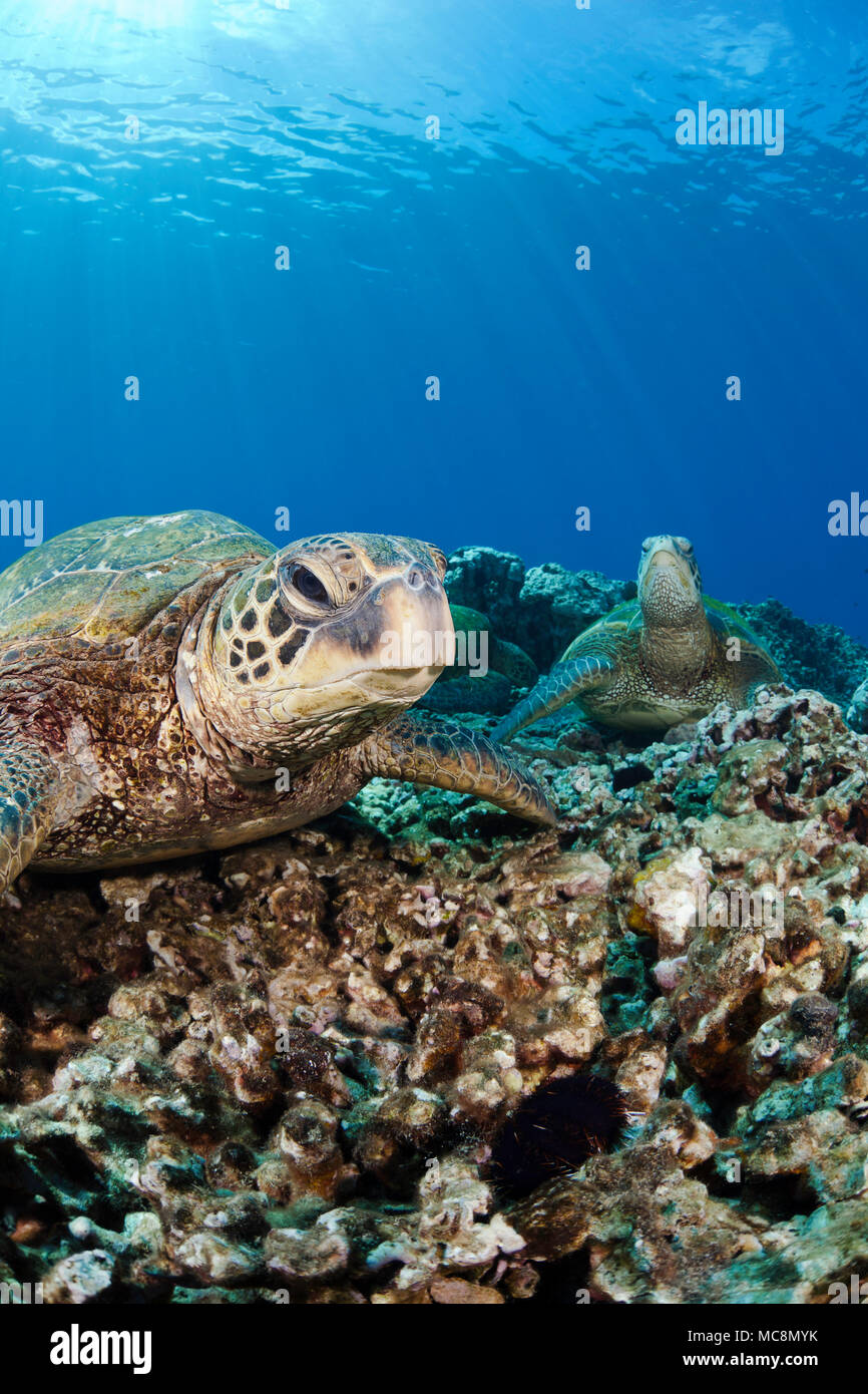 Grüne Meeresschildkröten, Chelonia Mydas, ruhen auf einem Riff vor der Insel Maui. Dies ist eine vom Aussterben bedrohte Arten. Hawaii. Stockfoto