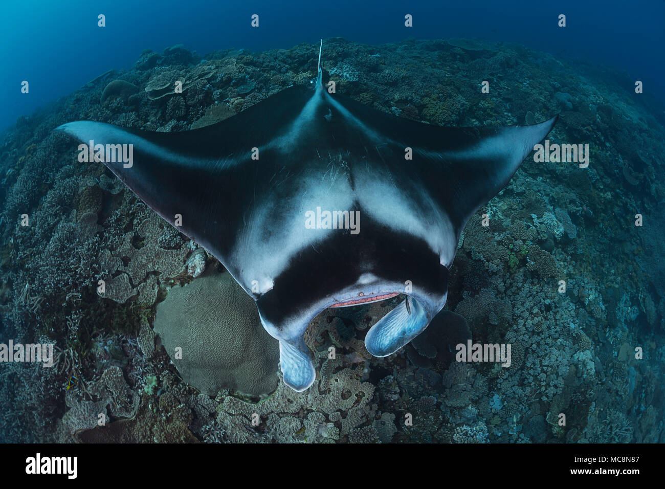 Einen Manta, Manta alfredi, erhält in der Nähe des Riffs durch eine kleine Cleaner wrasse, Fidschi überprüft werden. Stockfoto