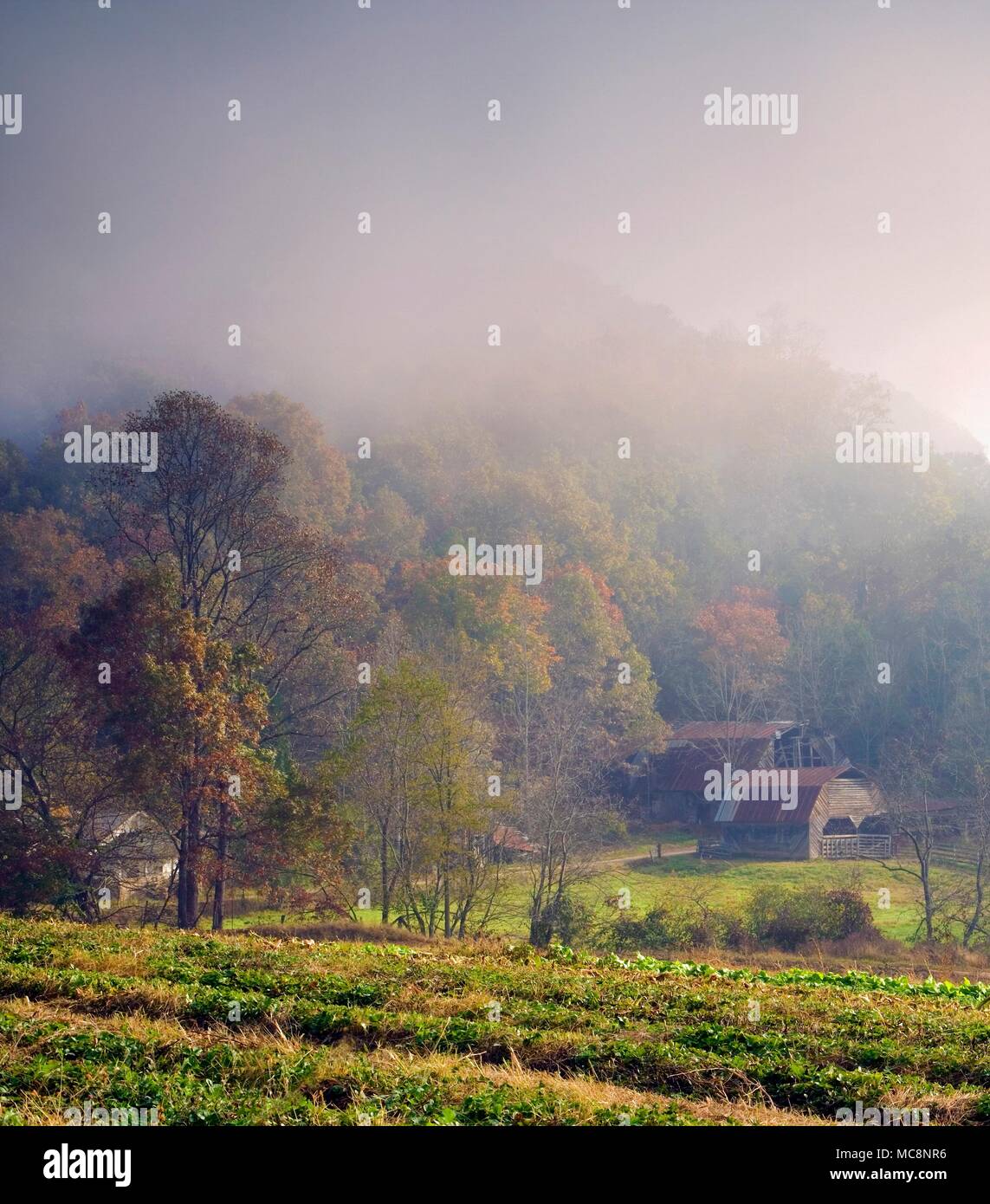 Am nächsten Morgen einen frühen Blick auf einem nebligen Landschaft in Oak Grove, North Carolina, USA. Stockfoto