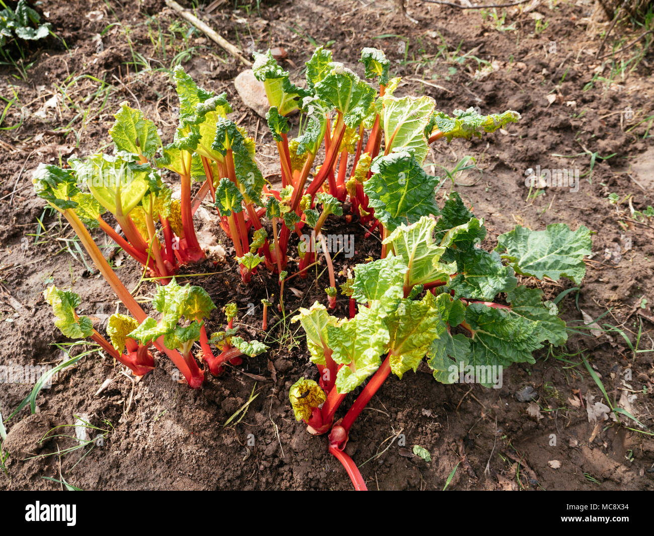 Rote Stiele von Zwangs Rhabarber im Frühjahr in einem Gemüsegarten. Stockfoto