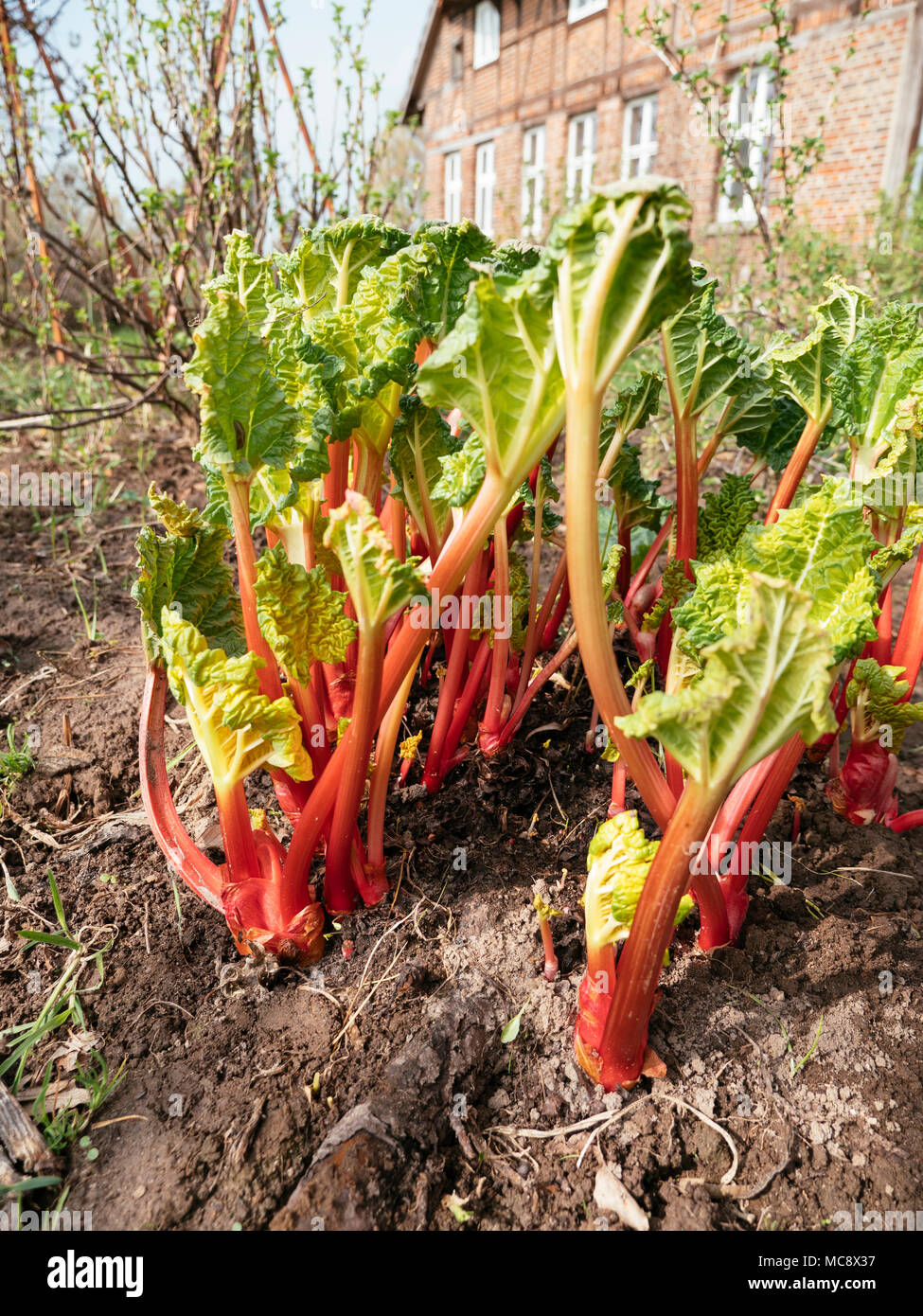 Rote Stiele von Zwangs Rhabarber im Frühjahr in einem Gemüsegarten. Stockfoto